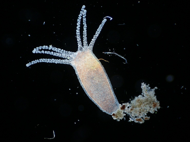 Kraken onion 2024